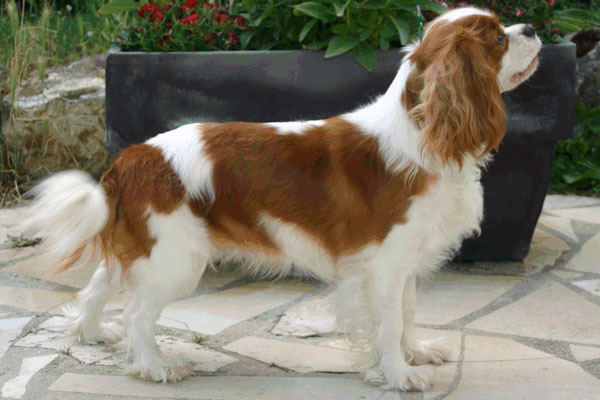 Brydget du bois de Villiers