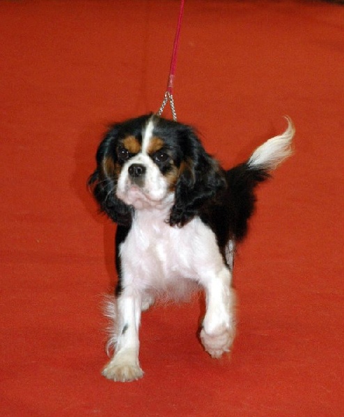 Eden first love du bois de Villiers