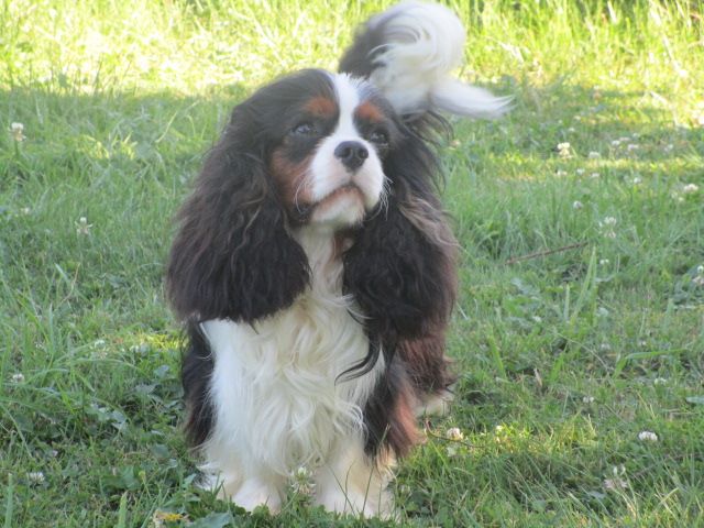 CH. Just for dream du bois de Villiers